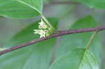 Carolina buckthorn